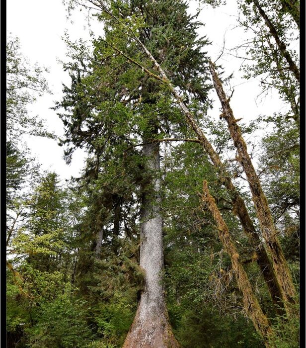ABETE ROSSO DI SITKA (PICEA SITCHENSIS)