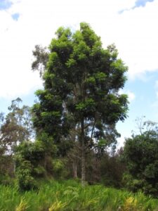 Acero di Queensland (Flindersia brayleyana)
