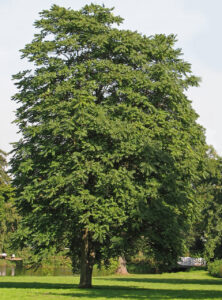Ailanto (Ailanthus altissima)