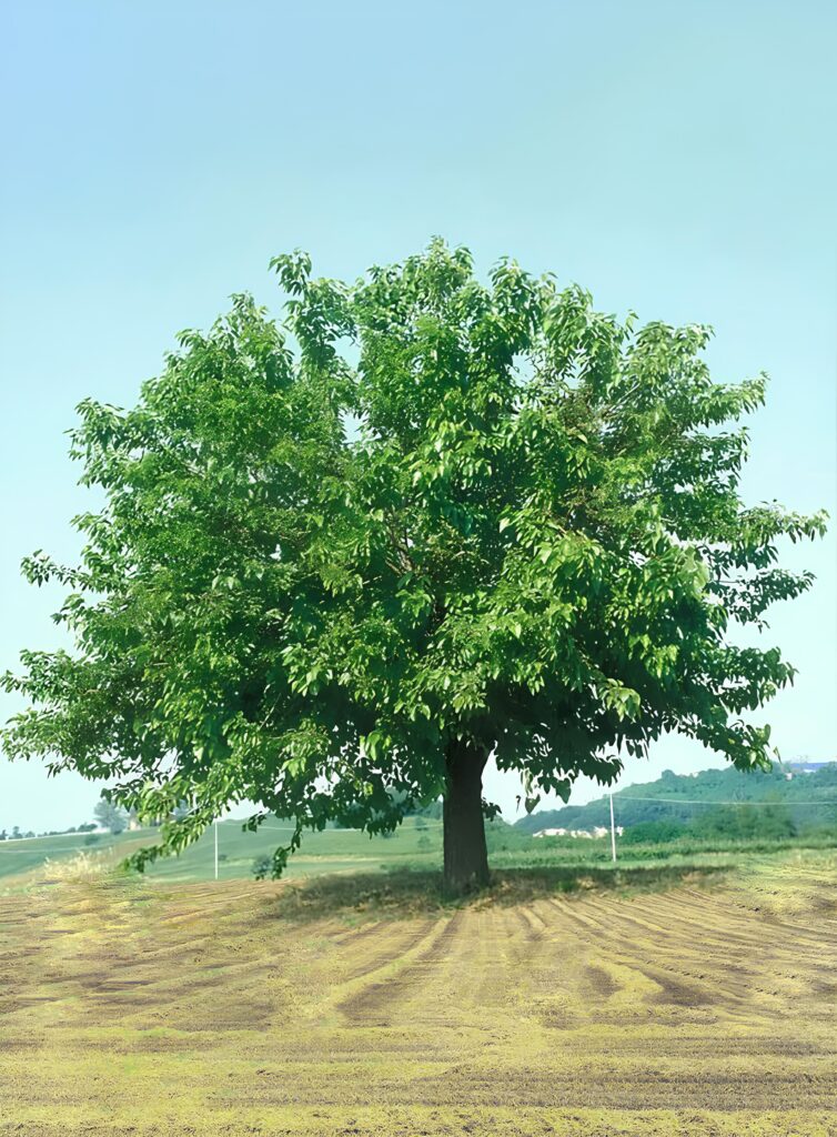 Gelso Bianco (Morus alba)