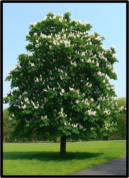 Ippocastano (Aesculus Hippocastanum)
