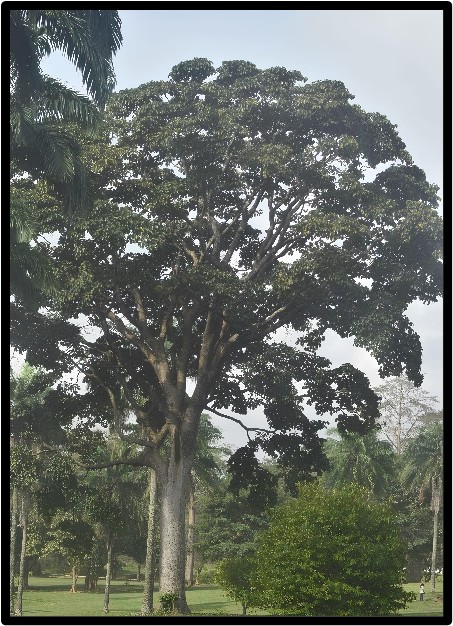 IROKO (MILICIA EXCELSA)