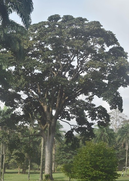IROKO (MILICIA EXCELSA)