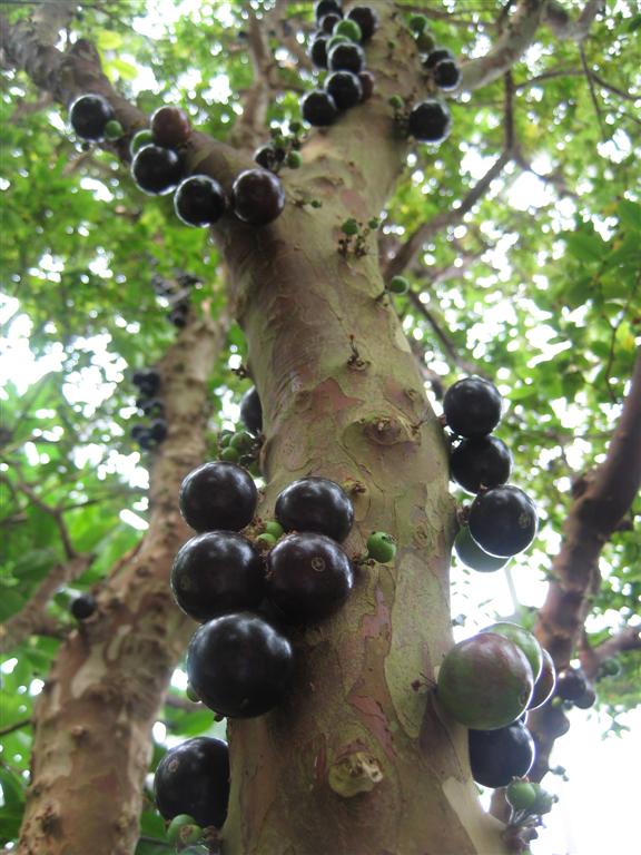 Jabuticaba (Plinia cauliflora)
