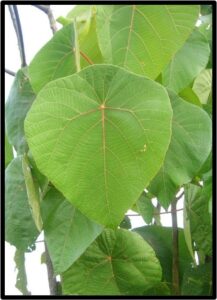 Kanda (Macaranga peltata)
