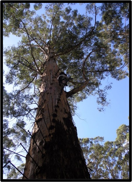 Karri (Eucalyptus diversicolor)