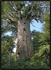 Kauri (Agathis australis)