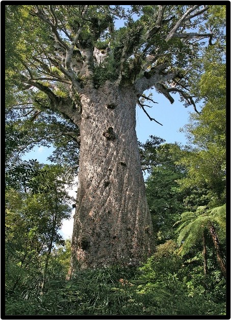 Kauri (Agathis australis)