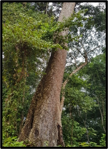 Kevazingo (Guibourtia tessmannii)