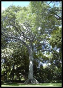 Kapok (Ceiba pentandra)