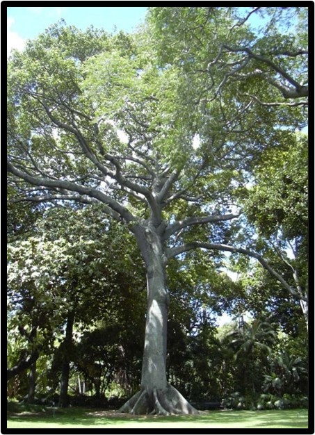 Kapok (Ceiba pentandra)