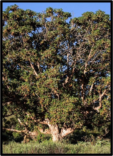 KOSSO (HAGENIA ABYSSINICA)