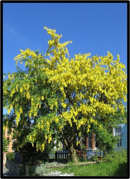 LABURNO (LABURNUM ANAGYROIDES)