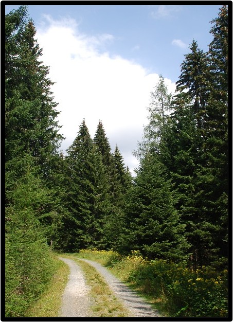 LARICE COMUNE (LARIX DECIDUA)