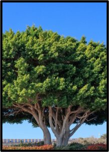 Fico piangente (Ficus microcarpa)