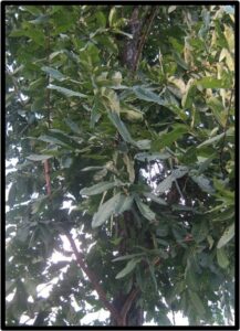 LAUREL (TERMINALIA ELLIPTICA)