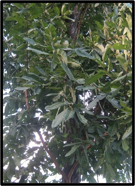 LAUREL (TERMINALIA ELLIPTICA)