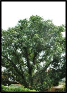 Tamanu (Calophyllum inophyllum)