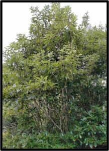 LEMONWOOD (PITTOSPORUM EUGENIOIDES)