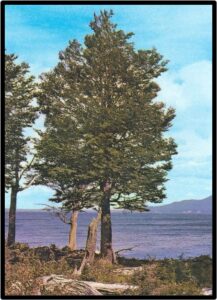 LENGA (NOTHOFAGUS PUMILIO)