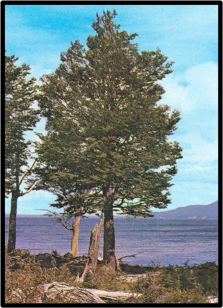 LENGA (NOTHOFAGUS PUMILIO)