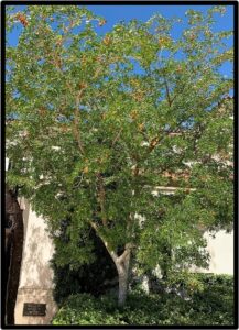 LIGNUM VITAE (GUAIACUM SANCTUM)
