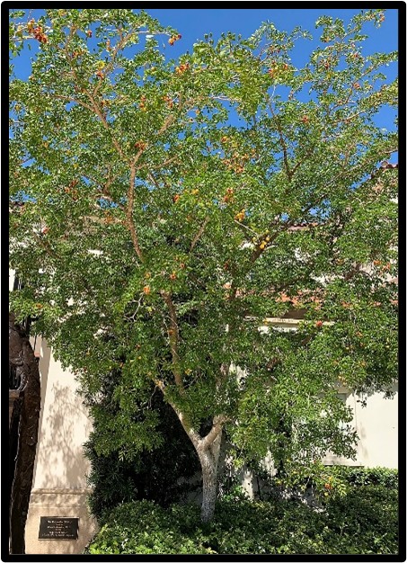 LIGNUM VITAE (GUAIACUM SANCTUM)