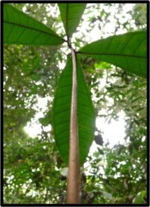 LIMBALI (GILBERTIODENDRON DEWEVREI)