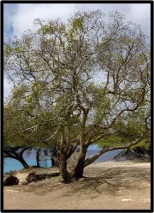 MANCINELLA (HIPPOMANE MANCINELLA)