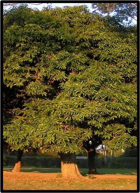 MANGO (MANGIFERA INDICA)