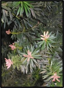 MANIO (PODOCARPUS NUBIGENUS)