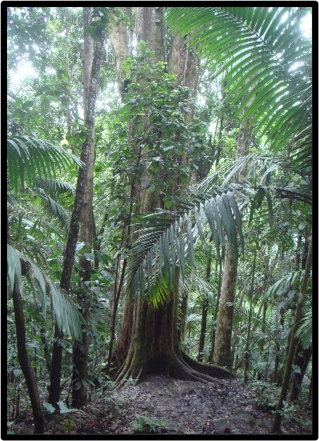 MASSARANDUBA (MANILKARA BIDENTATA)