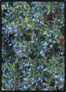 MIRTO (MYRTUS COMMUNIS)