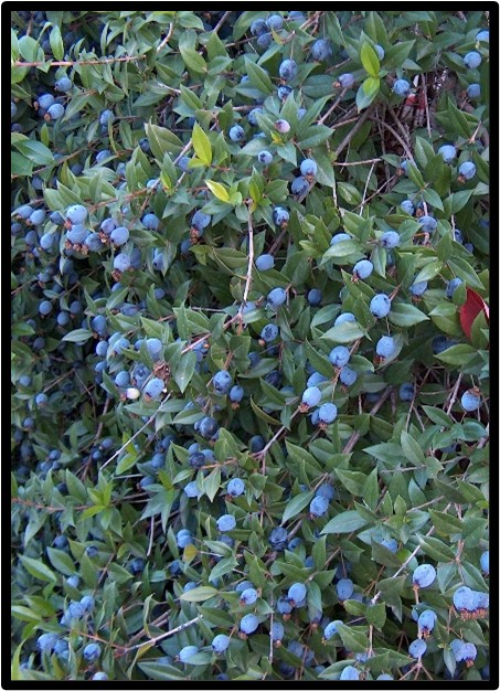 MIRTO (MYRTUS COMMUNIS)