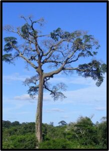 MOABI (BAILLONELLA TOXISPERMA)