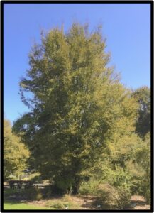 FAGGIO ROSSO (NOTHOFAGUS FUSCA)