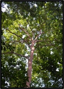 Movingui (Distemonanthus)