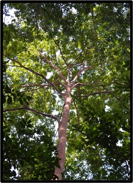 Movingui (Distemonanthus)