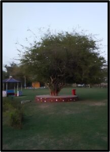 MPINGO (DALBERGIA MELANOXYLON)