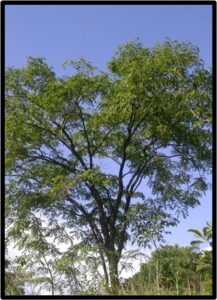 MUNINGA (PTEROCARPUS ANGOLENSIS)