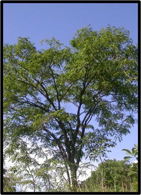 MUNINGA (PTEROCARPUS ANGOLENSIS)