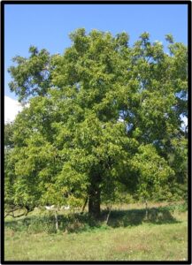 NOCE BIANCO (JUGLANS REGIA)