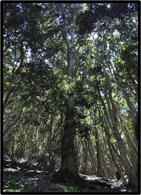 OLIVILLO (AEXTOXICON PUNCTATUM)