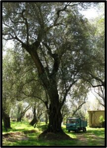 OLIVO (OLEA EUROPAEA)