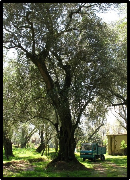 OLIVO (OLEA EUROPAEA)