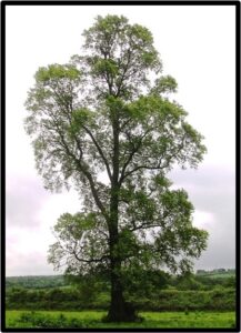 OLMO (ULMUS MINOR)