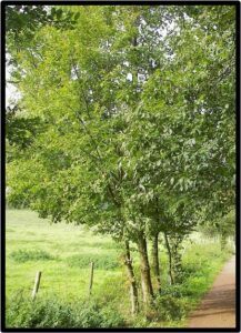 ONTANO BIANCO (ALNUS INCANA)