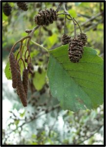 ONTANO NERO (ALNUS GLUTINOSA)