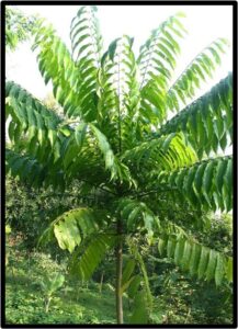 PALDAO (DRACONTOMELON DAO)