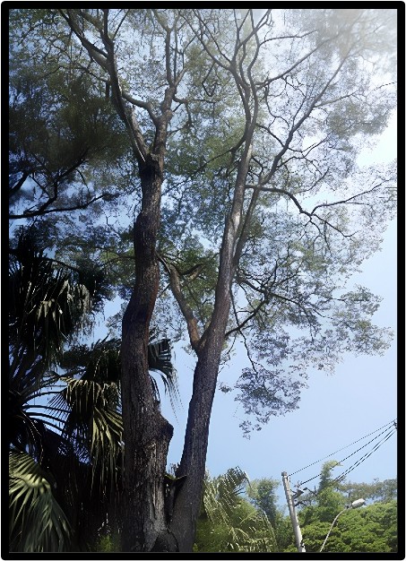 PALISSANDRO (DALBERGIA NIGRA)